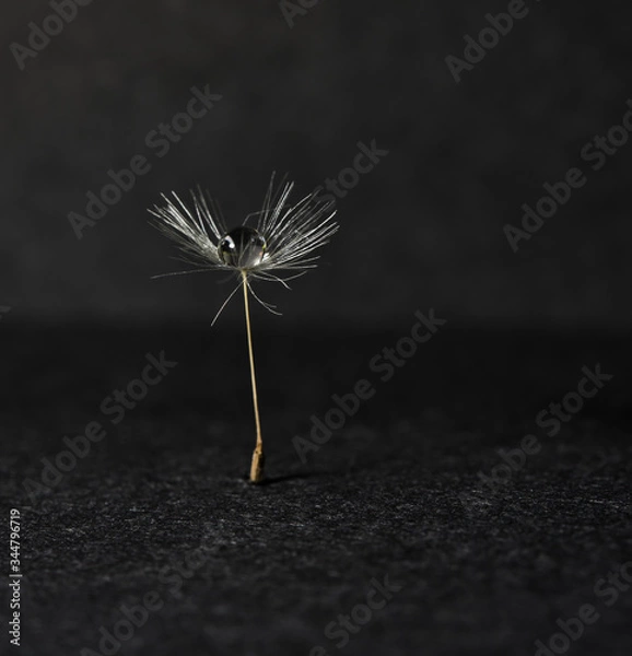 Fototapeta Pusteblume 2