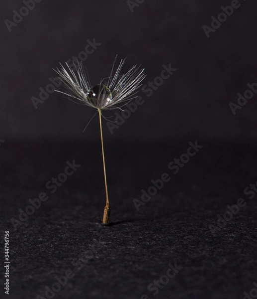 Fototapeta Pusteblume