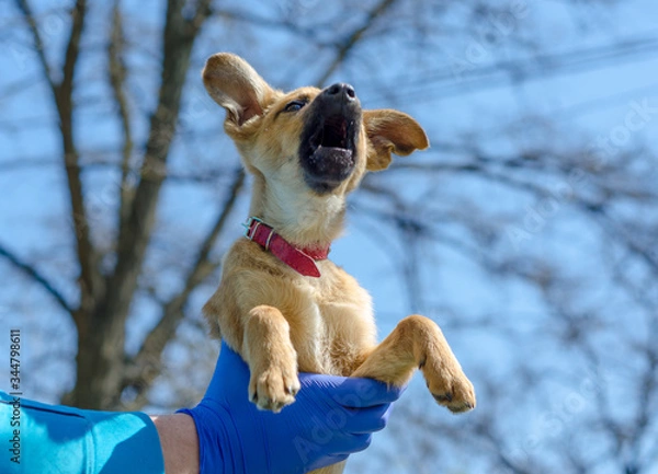 Obraz puppy mongrel in the arms of a man in veterinary uniform and latex gloves