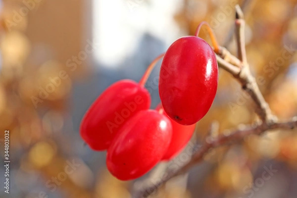 Fototapeta 빨간 산수유 열매