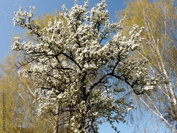 Obraz KODAK Digital Still Camera