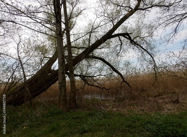 Fototapeta KODAK Digital Still Camera