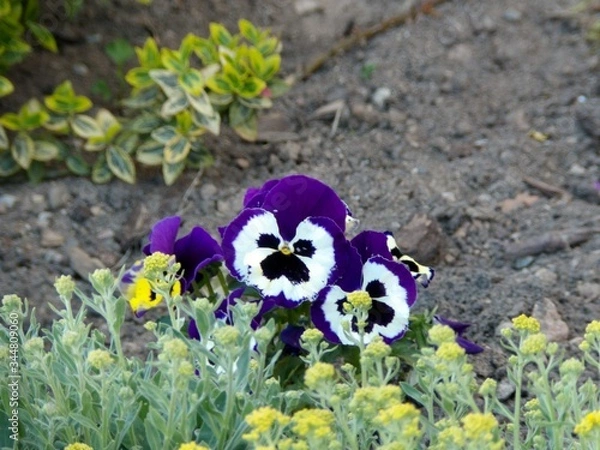 Obraz KODAK Digital Still Camera