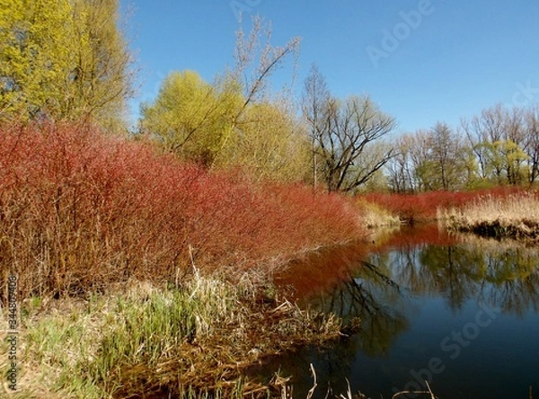 Fototapeta KODAK Digital Still Camera