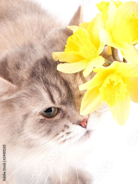 Obraz Funny cat with daffodil