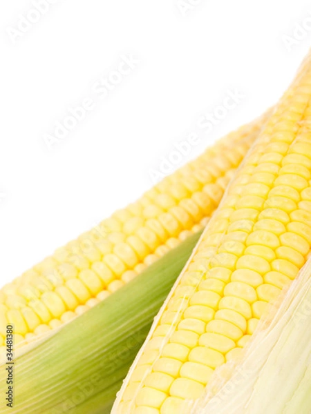 Obraz Maize against white