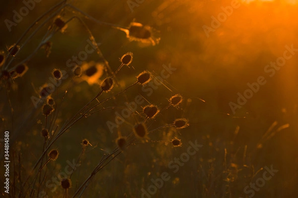 Fototapeta Field with dry vegetation at sunset. Concept for mood, hope, despair