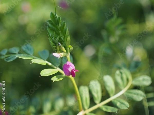 Obraz 野原に咲くカラスノエンドウ