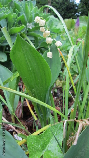 Obraz Muguet