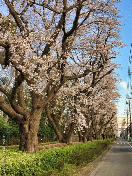 Fototapeta Sakura that shines in the early morning in late March 2020.