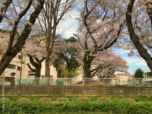 Fototapeta Sakura that shines in the early morning in late March 2020.