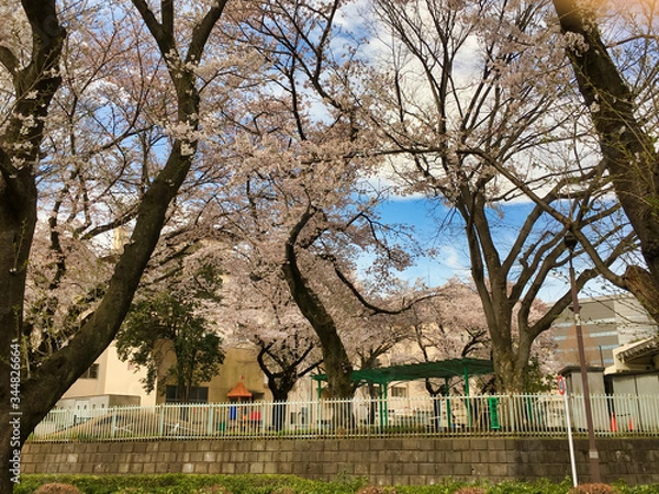 Fototapeta Sakura that shines in the early morning in late March 2020.