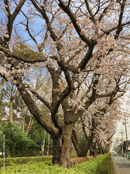 Fototapeta Sakura that shines in the early morning in late March 2020.