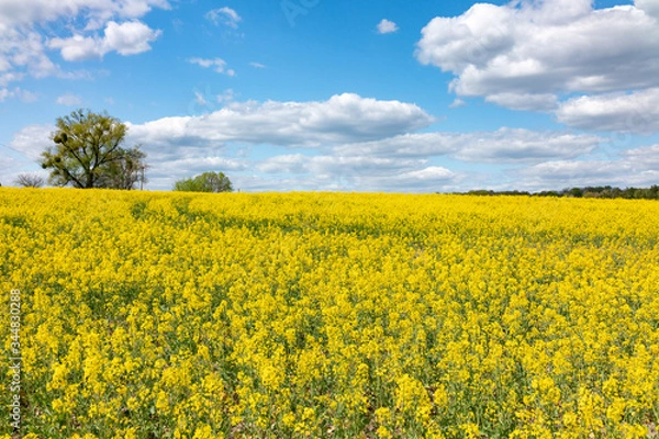 Fototapeta yellow rape field