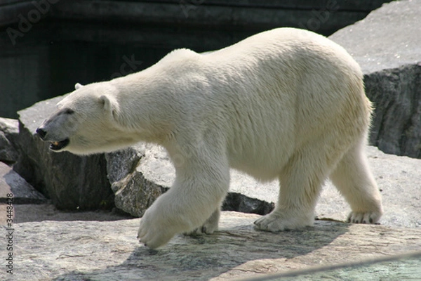 Fototapeta Lodowy miś