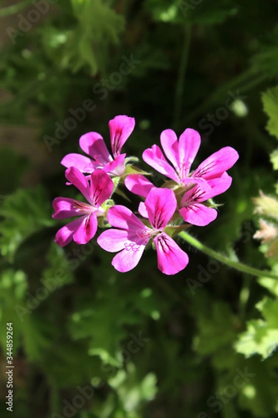 Obraz Flores rosas-moradas de geranio Pelargonium graveolens 