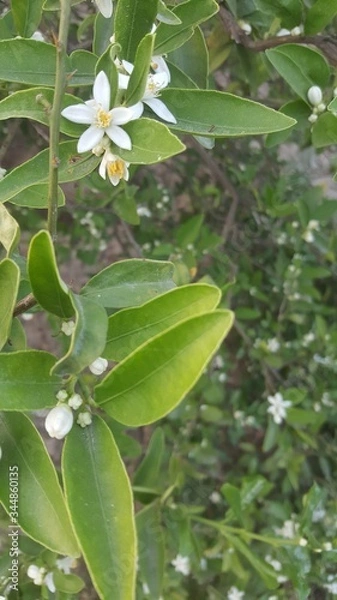 Fototapeta Lime or green lemon on the branches hanging from lime tree with blurred backgroundLime or green lemon on the branches hanging from lime tree with blurred background