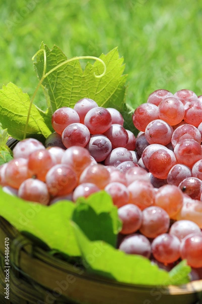 Obraz 葡萄デラウェア