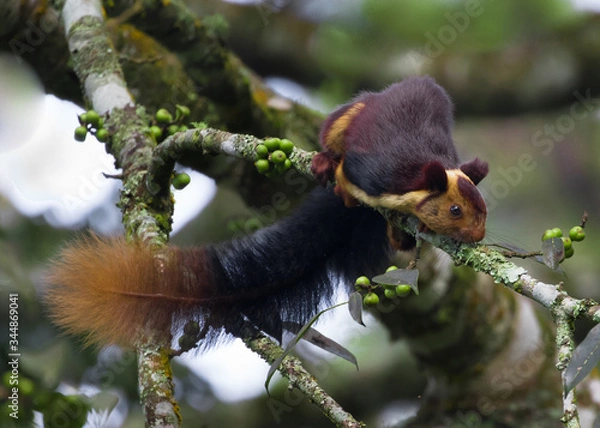 Fototapeta The Indian giant squirrel, or Malabar giant squirrel, is a large tree squirrel species in the genus Ratufa native to forests and woodlands in India. Enjoying berry's of banyan tree. 