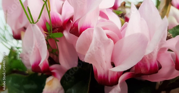 Fototapeta CICLAMINI