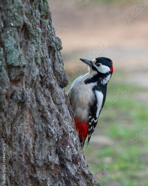 Obraz a woodpecker hammers a tree