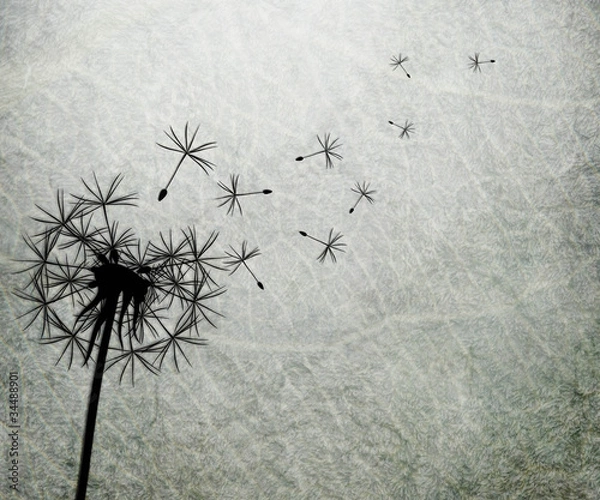 Obraz dandelion vintage