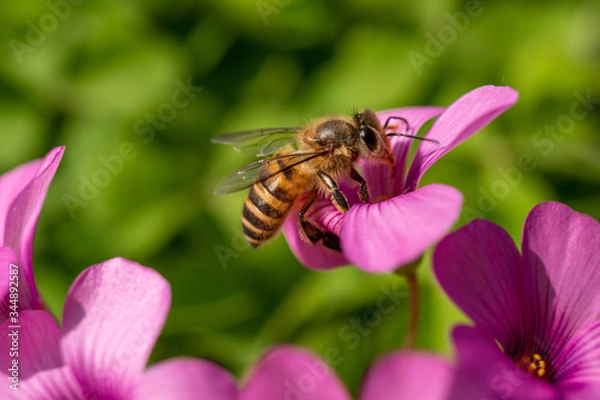 Fototapeta Close-Up of a honey bee on pink flower