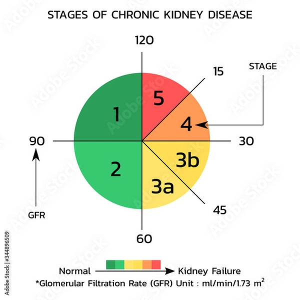 Obraz Glomerular Filtration Rate ; GFR (Kidney function) , vector