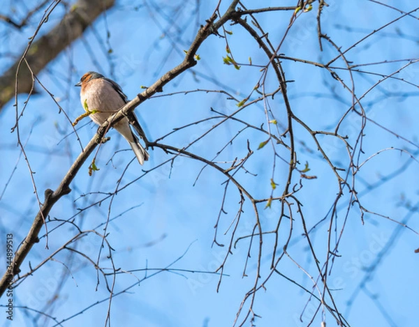 Fototapeta a songbird in branches