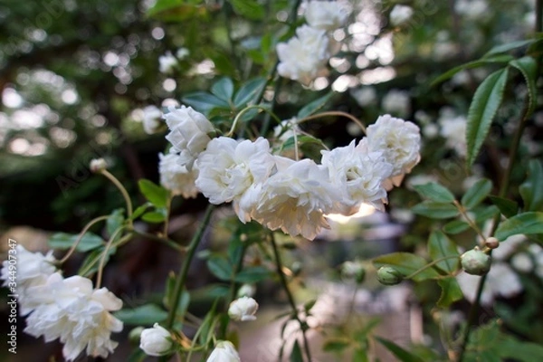 Obraz 満開のモッコウバラ