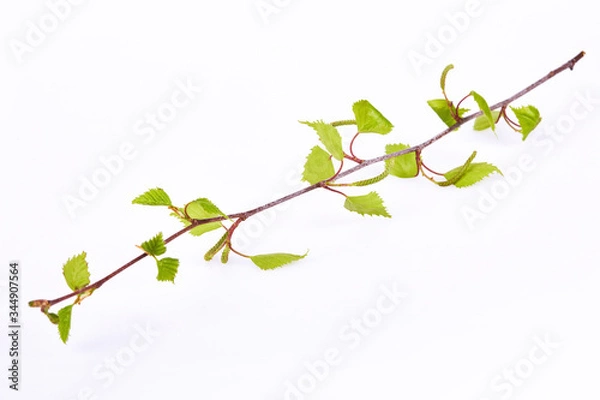 Fototapeta Young branch of birch with tiny catkin and small leaves in early spring isolated on a white background.