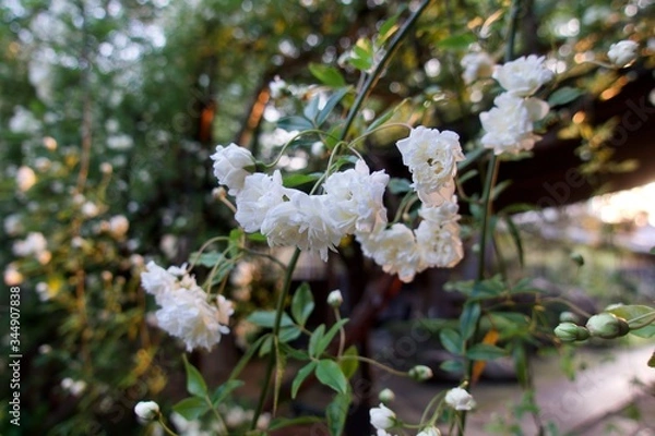 Obraz 満開のモッコウバラ