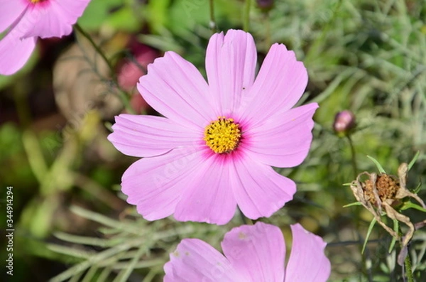 Obraz Cosmos mauve