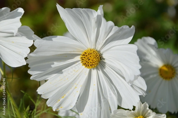 Obraz Cosmos blanc