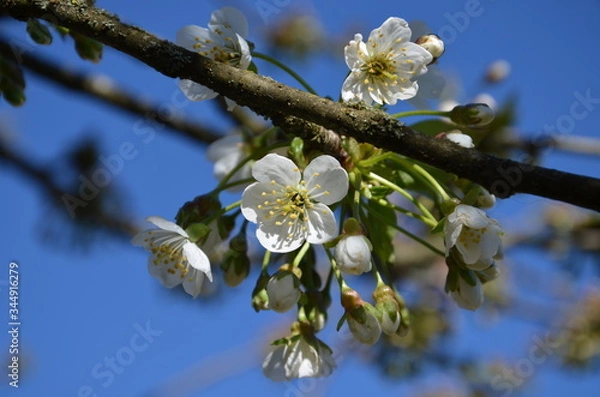 Obraz Cerisier en fleurs