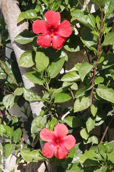 Obraz Hibiskus