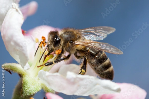 Fototapeta Bee on a blue background