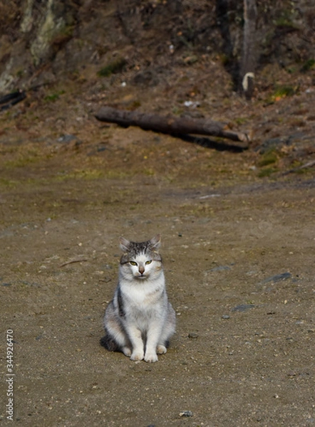 Fototapeta Gato blanco, gris y ocre