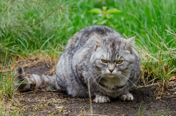 Obraz grey cat is sitting and lying on a green grass