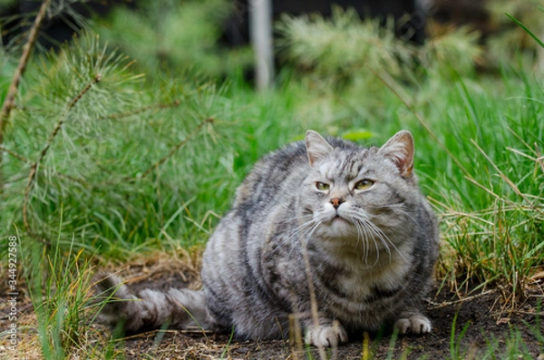 Obraz grey cat is sitting and lying on a green grass