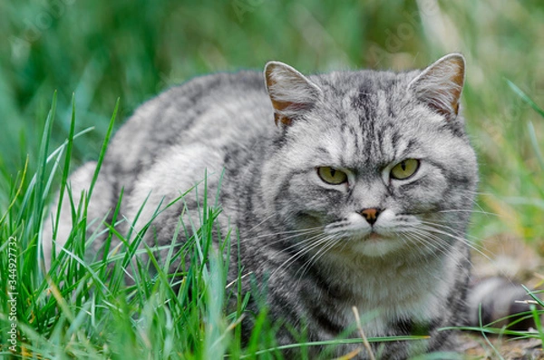 Obraz grey cat is sitting and lying on a green grass