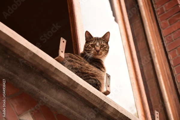 Obraz un chat par la fenêtre