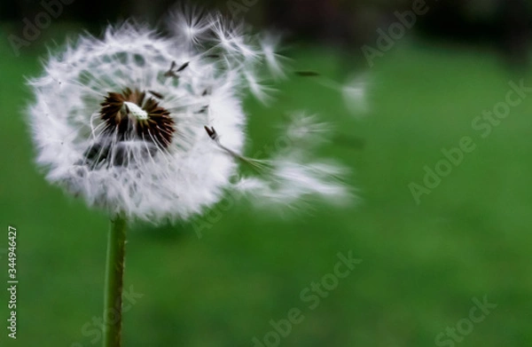 Obraz DMUCHAWIEC MNISZKA