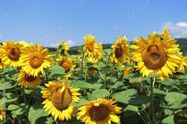 Fototapeta ヒマワリ畑