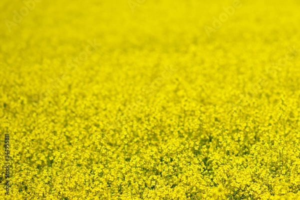Obraz Bright background of sunny yellow rape field. Closeup of small flowers in foreground, blur yellow background