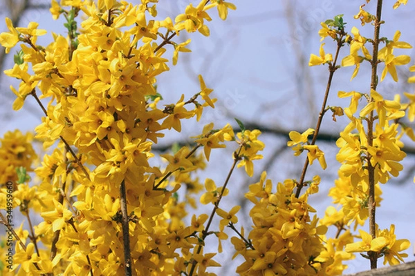 Obraz yellow flowers