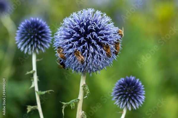 Fototapeta Macro flower close up