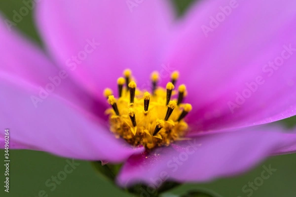 Fototapeta Macro flower close up