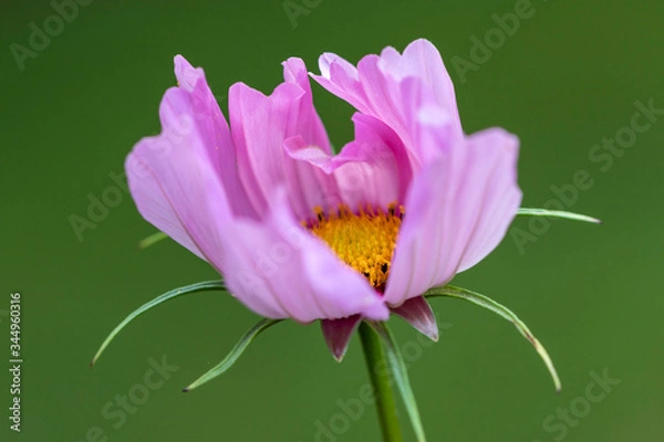 Fototapeta Macro flower close up