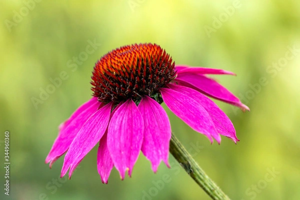 Fototapeta Macro flower close up